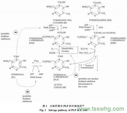 谷氨酸脫羧酶在枯草芽孢桿菌中的表達及應用（一）