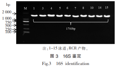 產(chǎn)共軛亞油酸菌株的篩選及其發(fā)酵性質(zhì)研究（二）